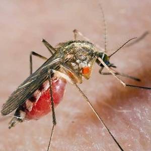 Комары. Отпугиватель комаров или средство от комаров своими руками